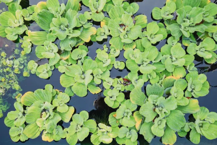 Aquatic Plants